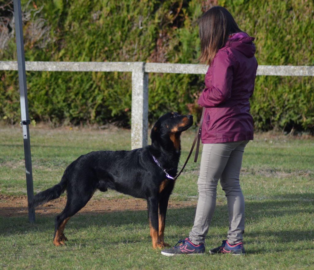 Normand De La Dynasty De La Freya - 1er classe jeune et MEILLEUR mâle de la journée