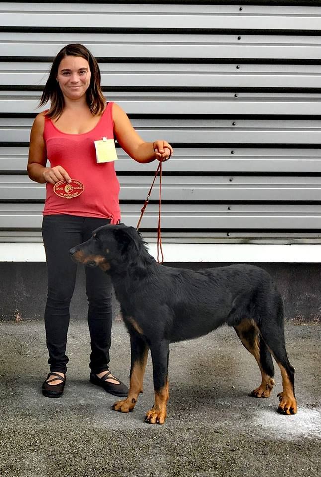 Normand De La Dynasty De La Freya - MEILLEUR JEUNE