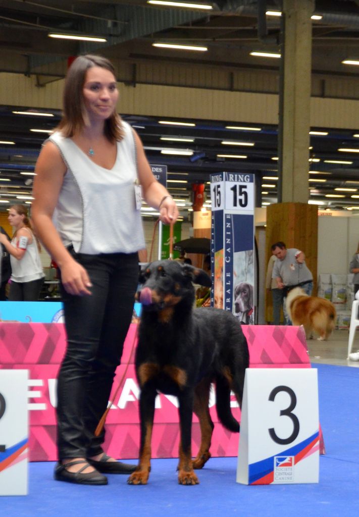 Normand De La Dynasty De La Freya - 3 ème excellent