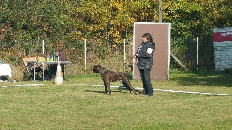 Lookoom Des Alérions D'Argent - Très Bon non classé classe jeune male bingé