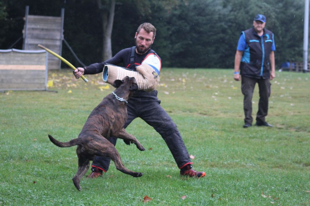 H'angie de scottenland - admis à la selection