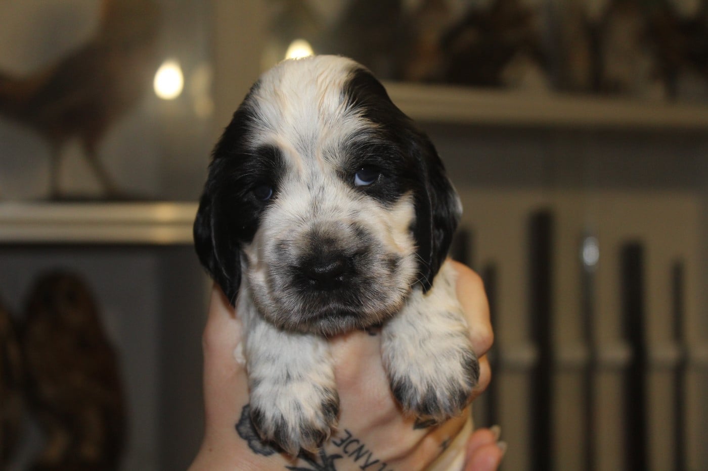 Femelle 1 - AT CHEYENNE