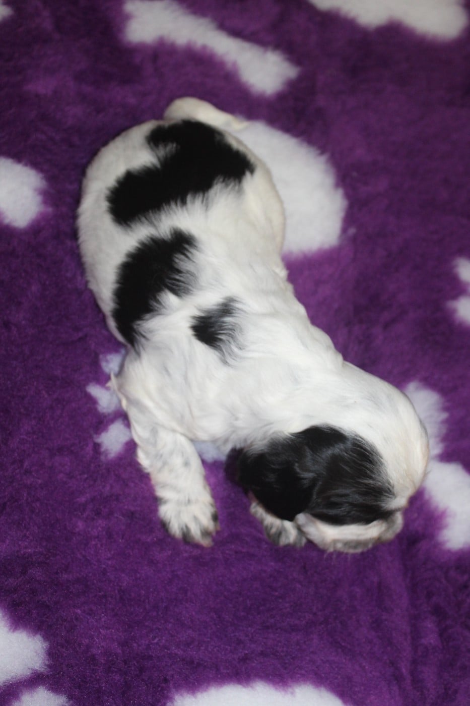 Femelle 1 - AT CHEYENNE