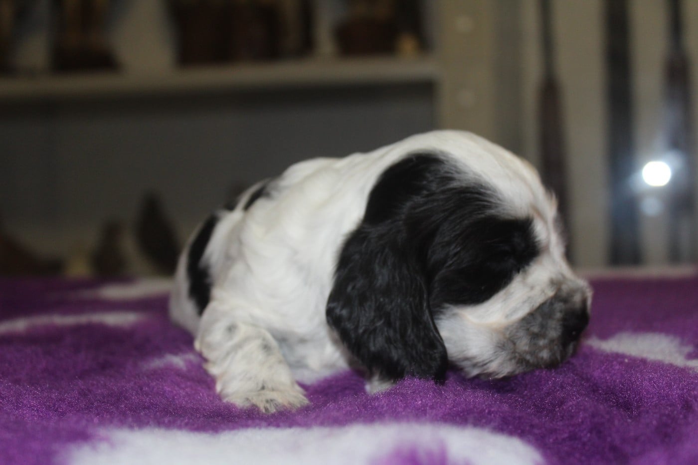 Femelle 1 - AT CHEYENNE