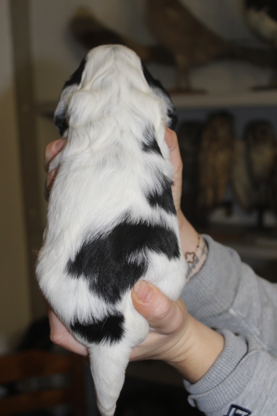 Femelle 1 - AT CHEYENNE