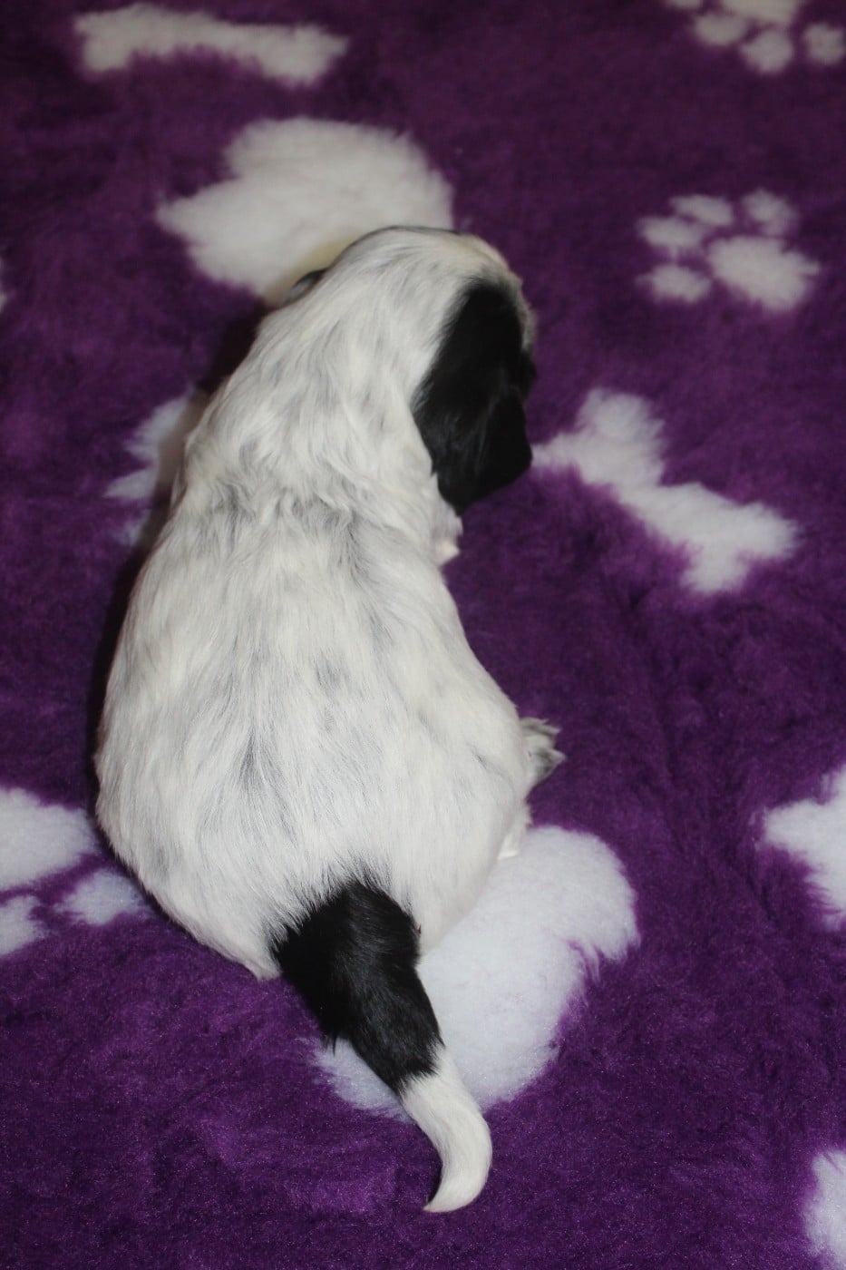 Mâle 1 - AT COOKIES AND CREAM