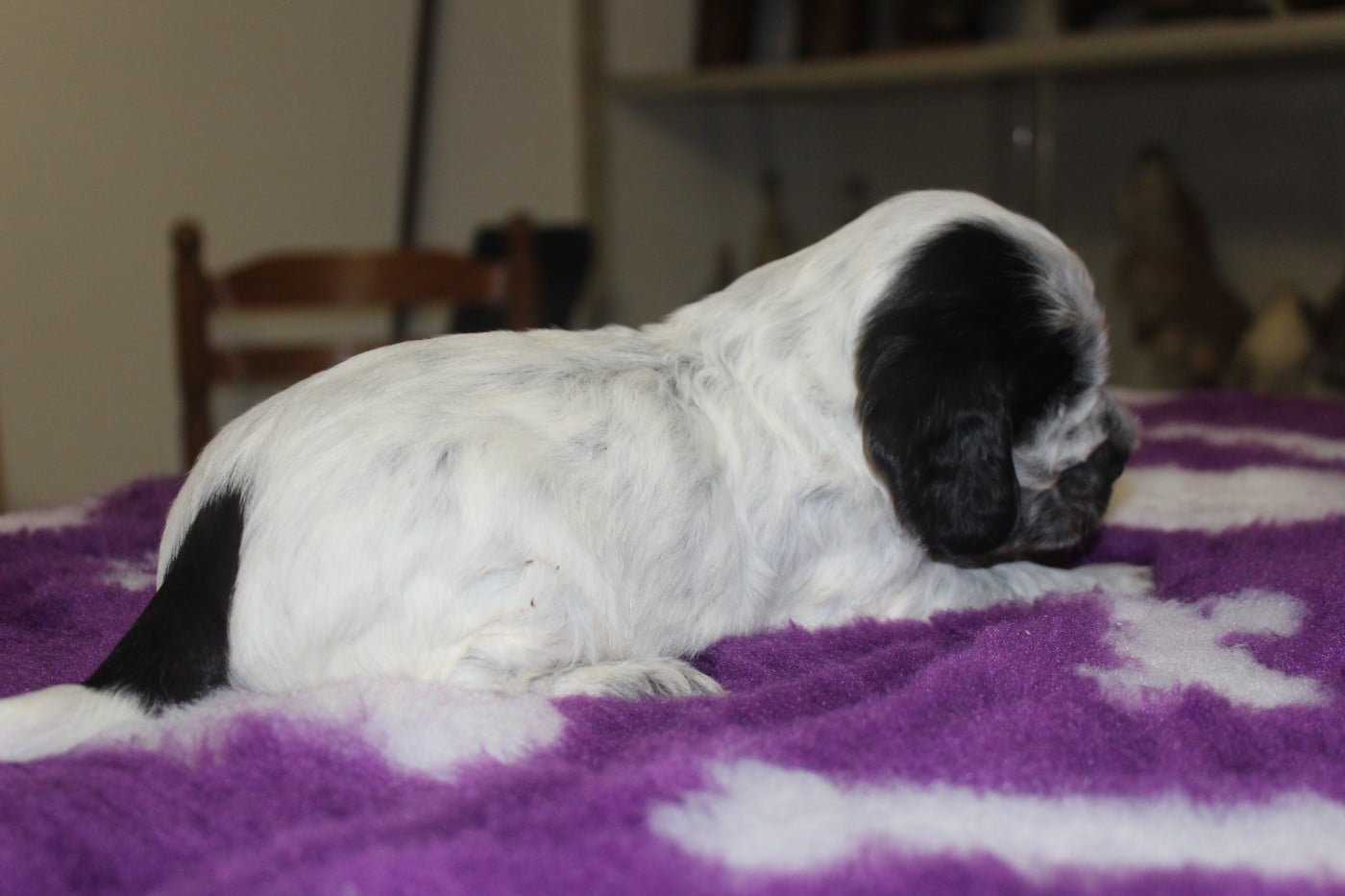 Mâle 1 - AT COOKIES AND CREAM