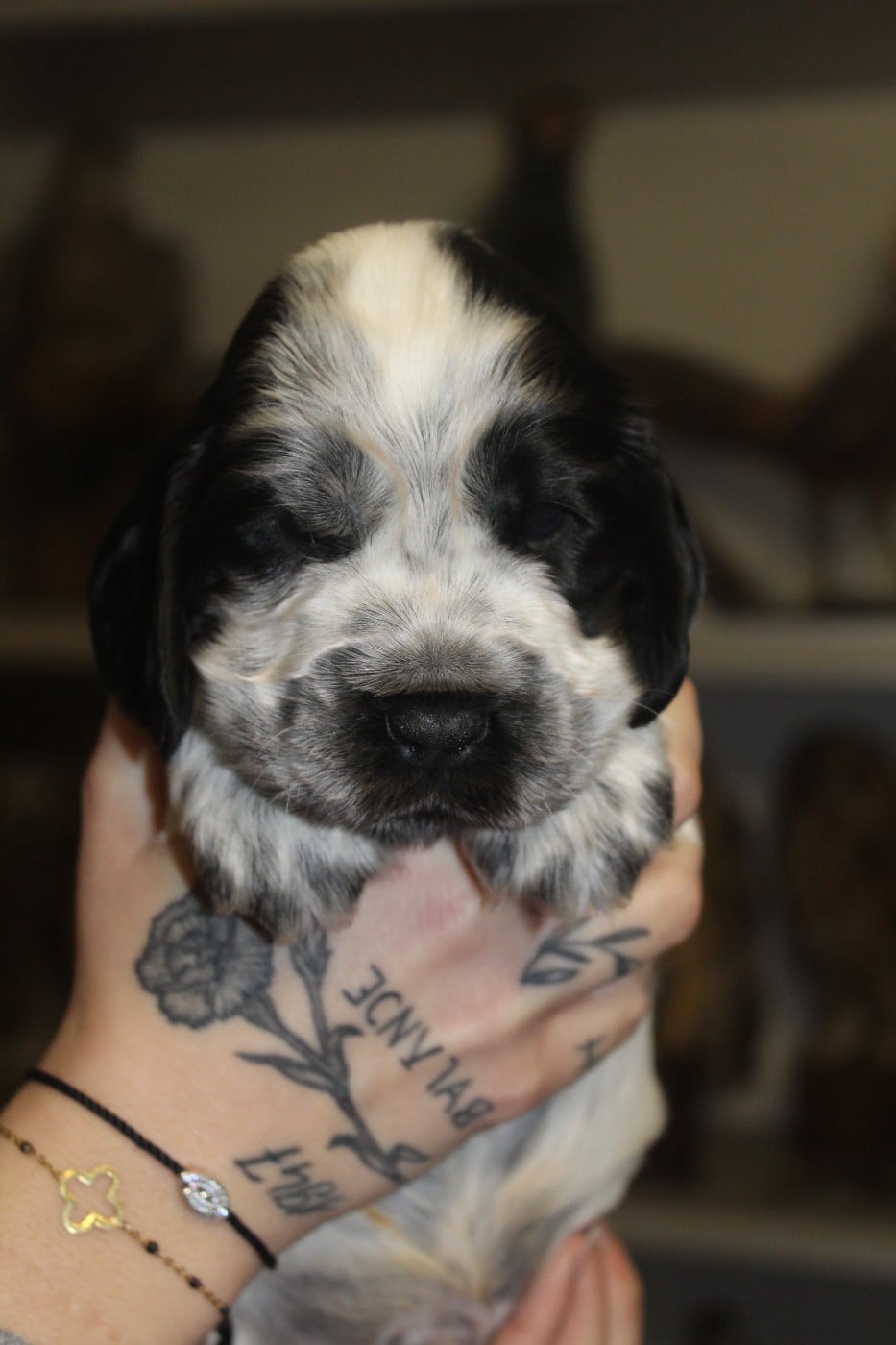 Mâle 1 - AT COOKIES AND CREAM