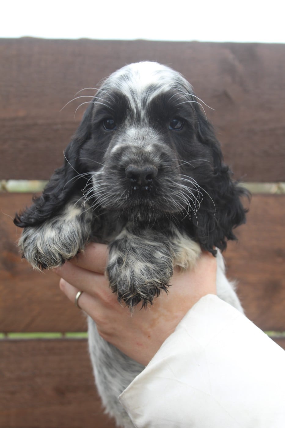 Mâle 3 - ASTON BLUE