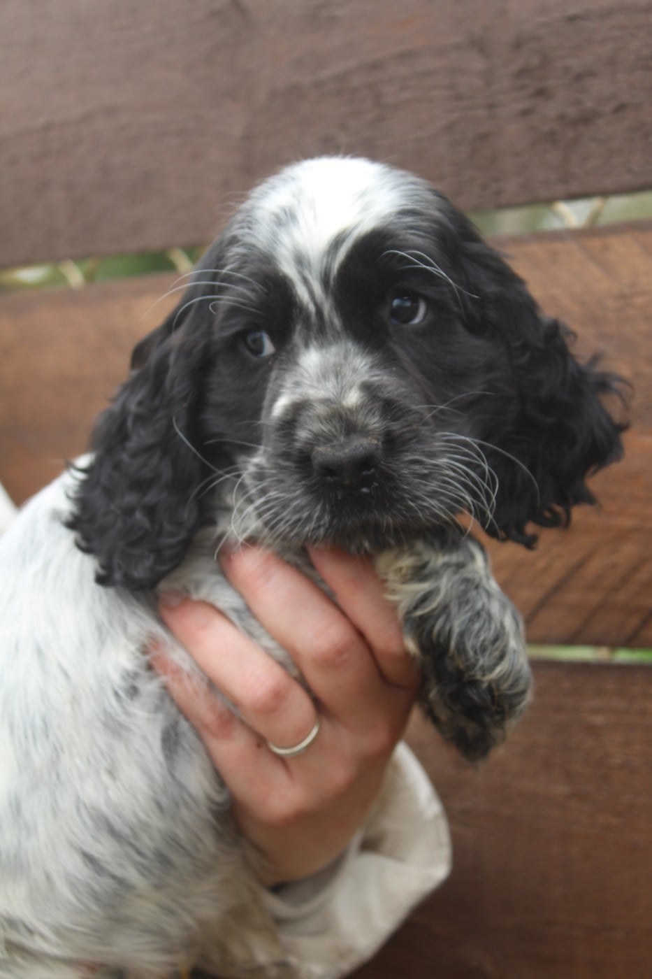 Mâle 3 - ASTON BLUE