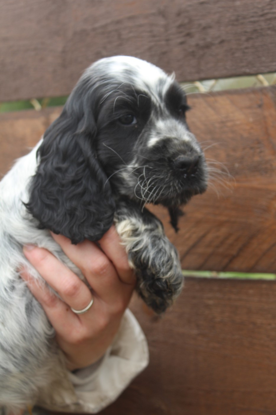 Mâle 3 - ASTON BLUE