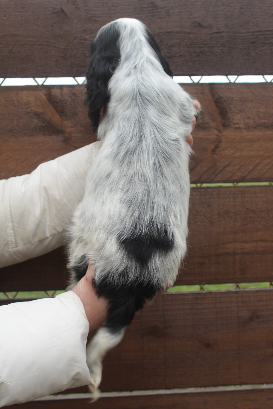 Mâle 3 - ASTON BLUE