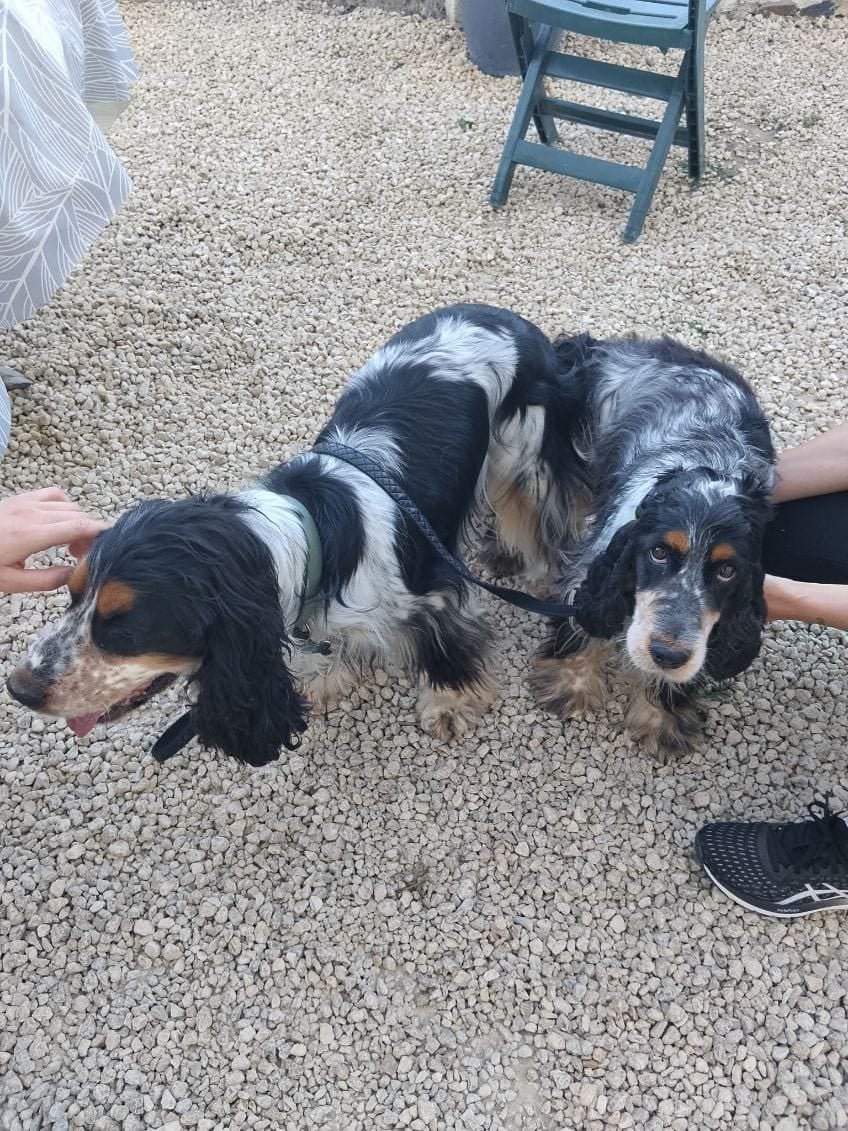 Cocker Spaniel Anglais - D'Azur Addict