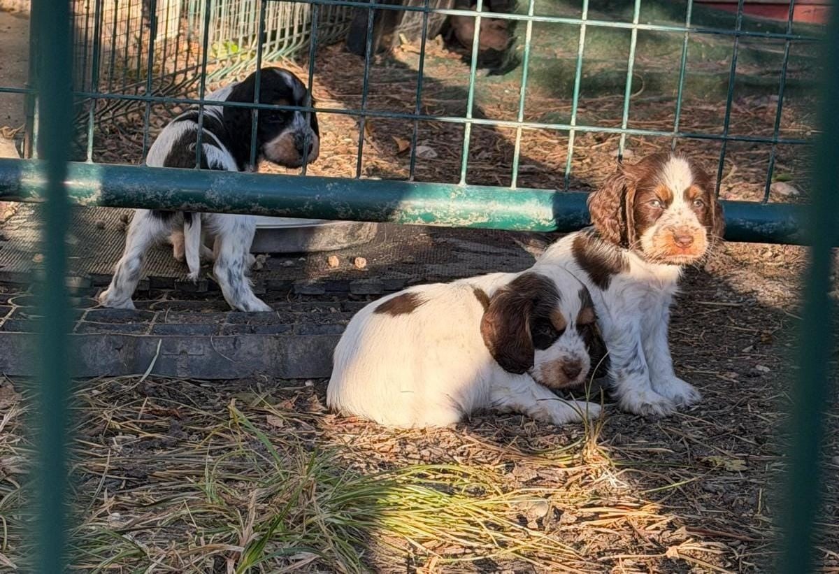 Cocker Spaniel Anglais - D'Azur Addict
