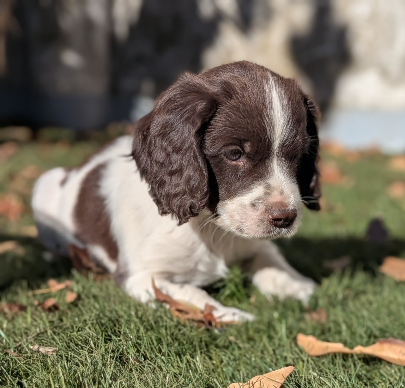 Mâle 4 - BUCKY