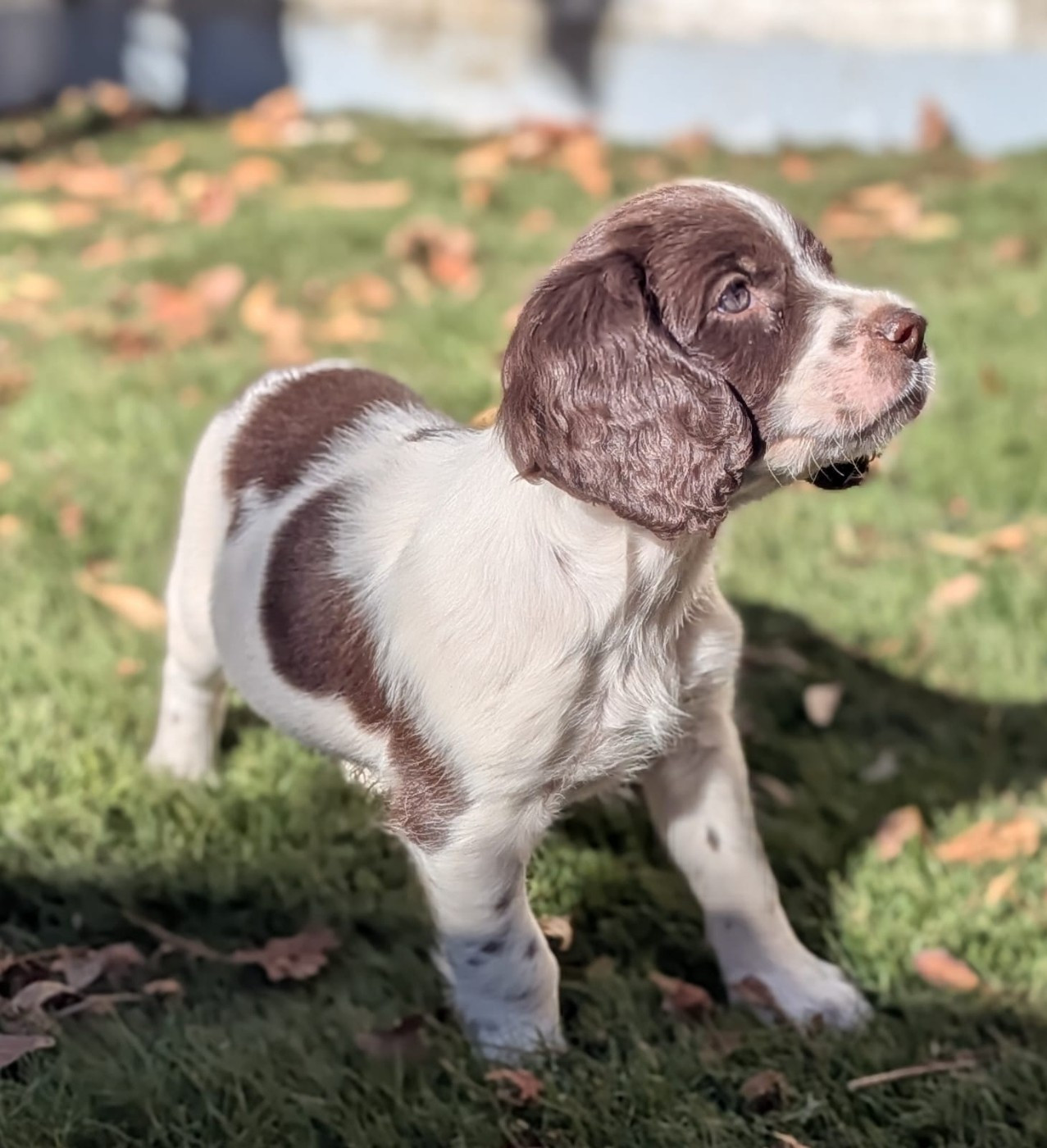 Mâle 4 - BUCKY