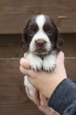Les chiots de English Springer Spaniel