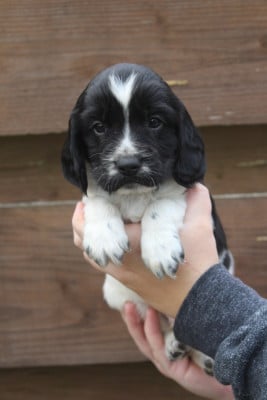 Les chiots de English Springer Spaniel