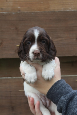 Les chiots de English Springer Spaniel