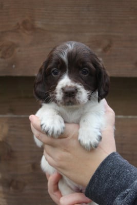 Les chiots de English Springer Spaniel