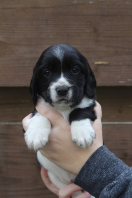 Les chiots de English Springer Spaniel