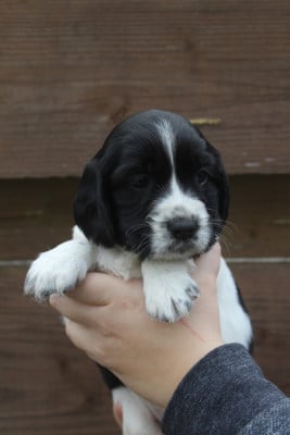Les chiots de English Springer Spaniel