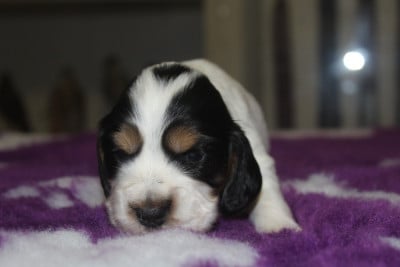 Cocker Spaniel Anglais