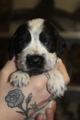 CHIOT 3 - Cocker Spaniel Anglais