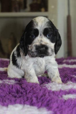 Les chiots de Cocker Spaniel Anglais