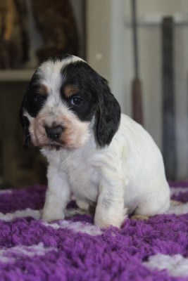Les chiots de Cocker Spaniel Anglais