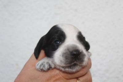 Les chiots de Cocker Spaniel Anglais