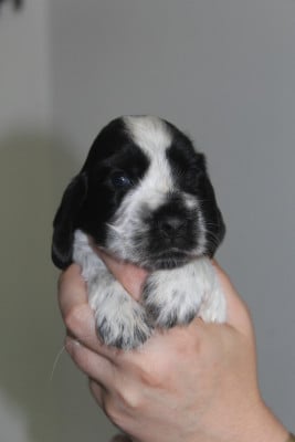 Les chiots de Cocker Spaniel Anglais