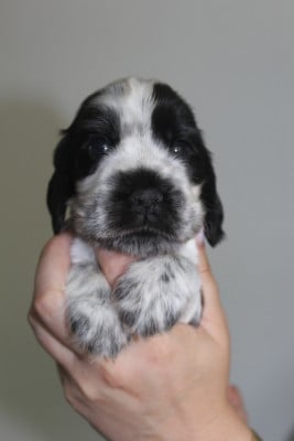 Les chiots de Cocker Spaniel Anglais