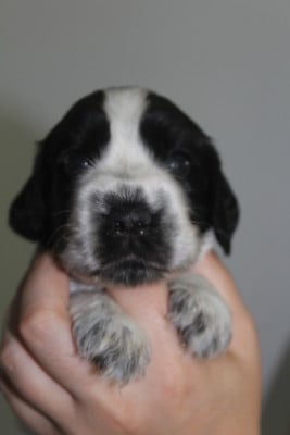 Les chiots de Cocker Spaniel Anglais