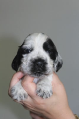 Les chiots de Cocker Spaniel Anglais
