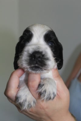 Les chiots de Cocker Spaniel Anglais