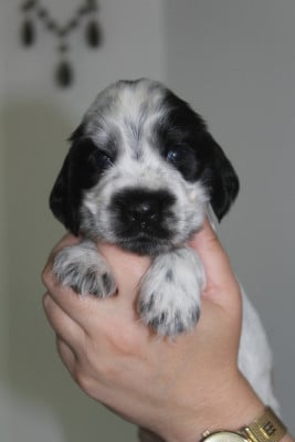 Les chiots de Cocker Spaniel Anglais