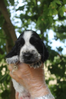 Les chiots de Cocker Spaniel Anglais
