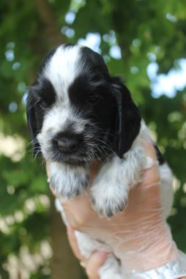Les chiots de Cocker Spaniel Anglais
