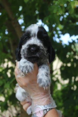 Les chiots de Cocker Spaniel Anglais
