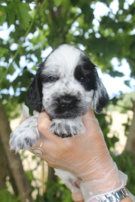 Les chiots de Cocker Spaniel Anglais