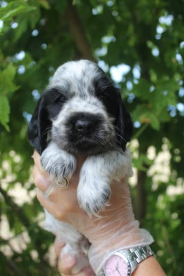 Les chiots de Cocker Spaniel Anglais