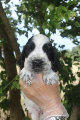 Les chiots de Cocker Spaniel Anglais