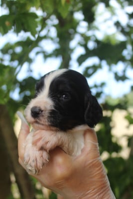 Femelle 1 - English Springer Spaniel