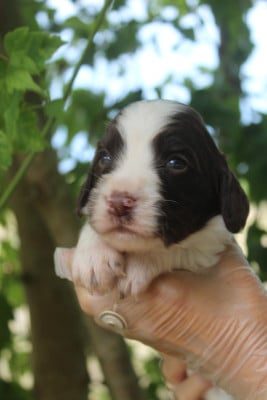 Femelle 2 - English Springer Spaniel