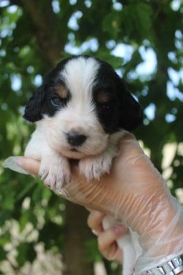 Mâle 1 - English Springer Spaniel