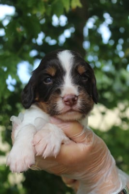 Mâle 2 - English Springer Spaniel