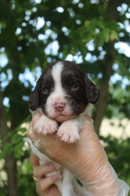 Mâle 3 - English Springer Spaniel