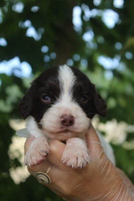 Mâle 4 - English Springer Spaniel