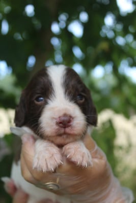 Mâle 5 - English Springer Spaniel